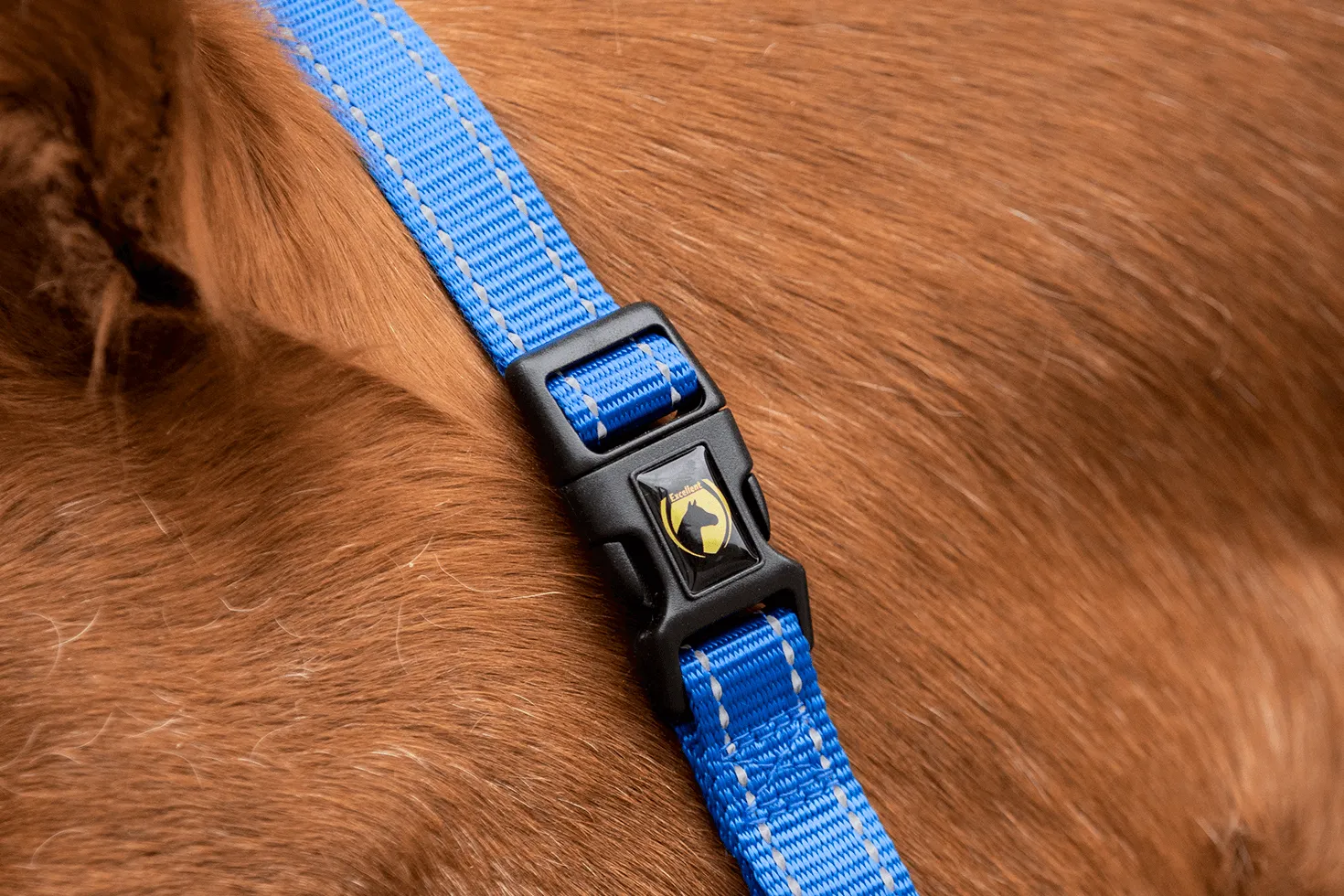 Blue Premium Mini Foal Halter for Excellent Horses