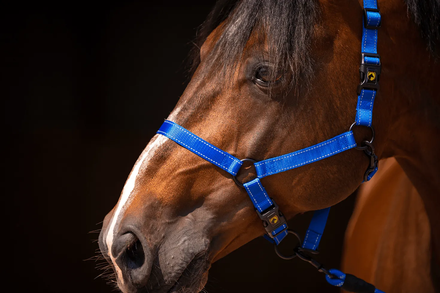 Blue Premium Mini Foal Halter for Excellent Horses