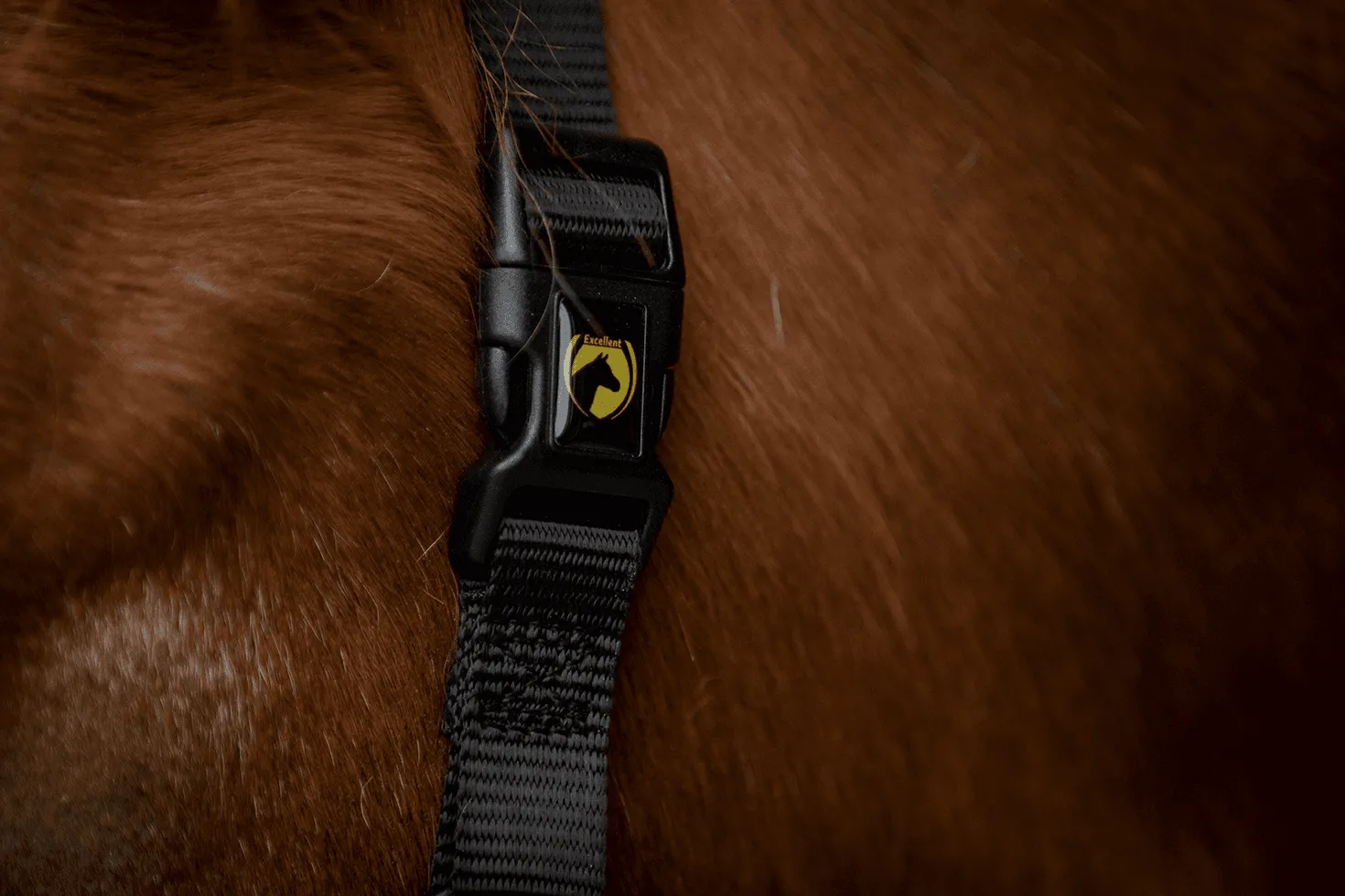 Black Premium Mini Foal Halter for Excellent Horses